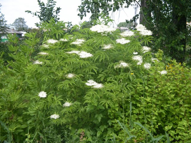 Sambucus racemosa форма желтая